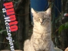 gatto