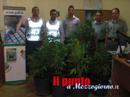
Sequestrata una coltivazione di canapa indiana
