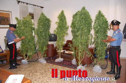 Coltivava marijuana in giardino, arrestato un 22enne