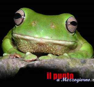 
Rischia di bere una rana… in lattina
