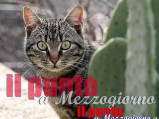 Niente sesso per colpa del gatto guardone, marito si rivolge al tribunale di Aidaa