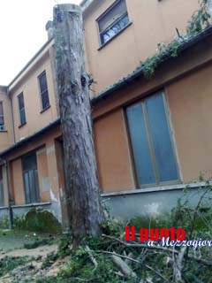 Legambiente, Savona: “Vigileremo per la salvaguardia degli alberi monumentali”