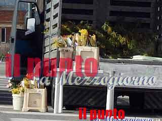 Una ramoscello di mimosa per… fronteggiare la crisi