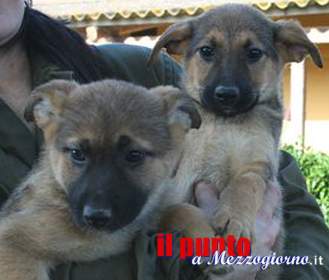 I negozi “aprono” anche ai cani, divieti diminuti del 76%