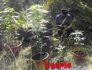 Una piantagione di marijuana nell’orto di casa