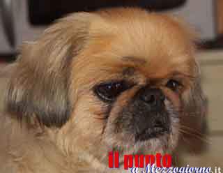 Investe un cane e scappa, interviene la polizia