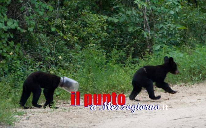 Finalmente libero l’orsacchiotto con la testa nel barattolo