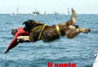 Cani da salvataggio meglio dei baywatch