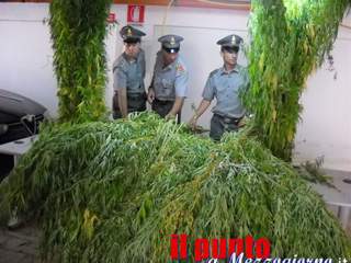 Scoperta piantagione di marijuana da 600 mila euro