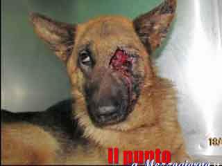 Cani e gatti feriti o uccisi ai bordi delle strade, fenomeno in crescita