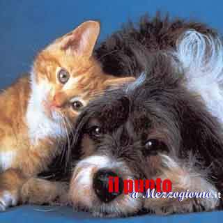 L’oroscopo degli animali domestici, per Fido e Micio le stelle dicono che…