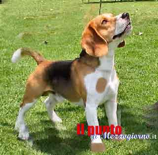 Aidaa dice no a cure testate sugli animali e istituisce un registro per chi le rifiuta