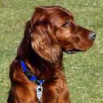 Prigioniero in una rientranza del fiume, cane salvato da un poliziotto fuori dal servizio
