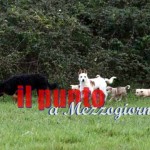 35.000 cani trovano casa ogni anno grazie ai volontari