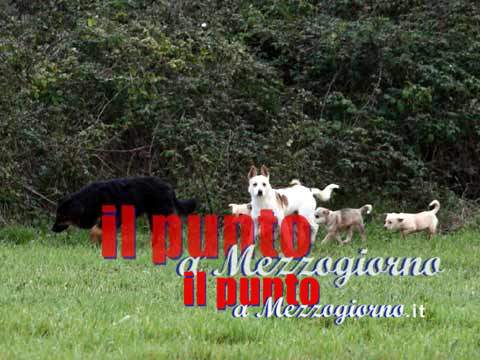 Tutti a processo… per colpe degli animalisti!