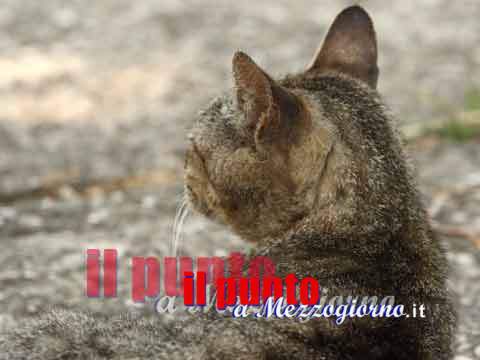 Gatti rapiti a Bonate Sopra, Aidaa mette taglia di 5mila euro