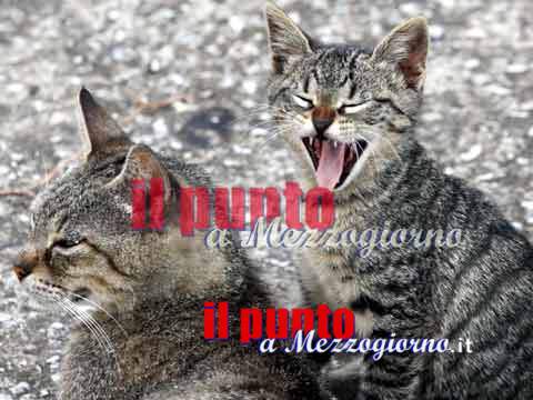 Estate, abbandonati ogni anno almeno 17mila gatti