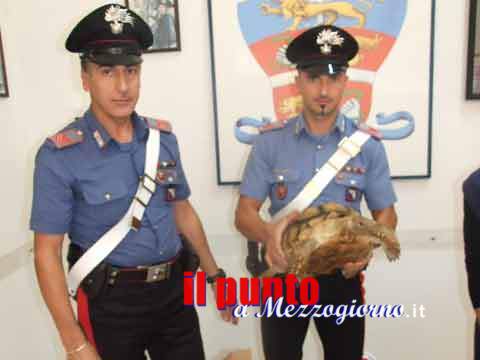 Tartarugha-africana-cc