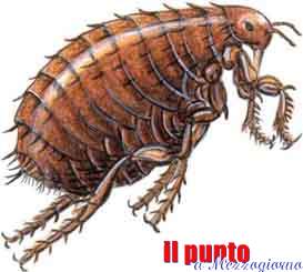 Cani, gatti e i parassiti esterni. I consigli del veterinario