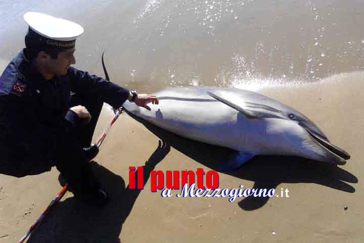 Un delfino si spiaggia a Gaeta e muore, interviene la Capitaneria