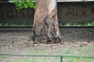 villa comunale albero