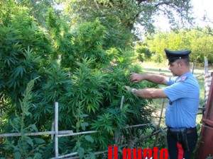 Carabinieri sequestro piante marijuana 1