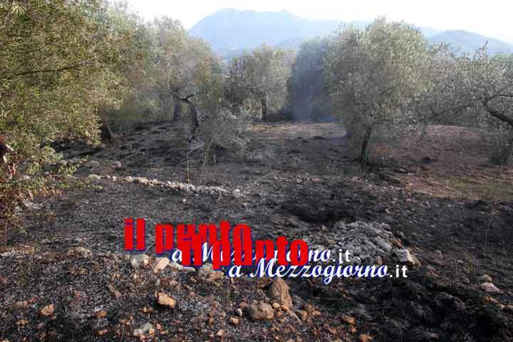 Roghi con animali usati come innesco