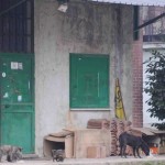 animali pelosi a 4 zampe 001