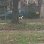 cani randagi campo boario