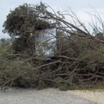 pino sradicato 2