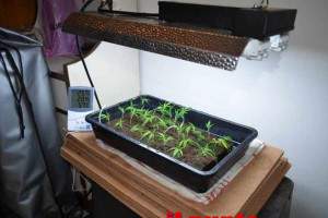 finanza-marijuana-terracina