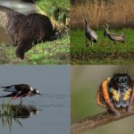 “Lago di Serranella” parteciperà, domenica 19, alla annuale “Giornata delle Oasi” del WWF Italia
