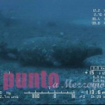 guarda il video