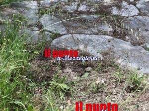 cinghiali-via-latina-04