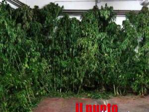 marijuana-cc-cisterna-di-latina-01