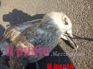 gabbiano morto in piazza a Gaeta1