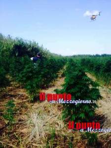 piantagione di marijuana1