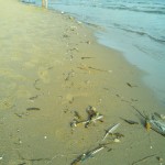 spiaggia sporca Gaeta3