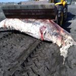 carcassa delfino