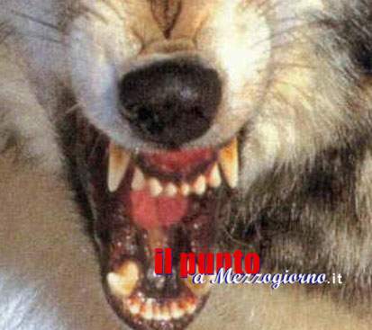 Donna aggredita da cani muore dopo trasporto in ospedale, indaga procura di Latina Donna aggredita da cani muore dopo trasporto in ospedale, indaga procura di Latina