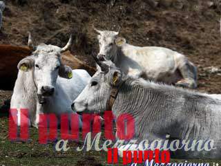 Controlli del Nas in azienda agricola a Paliano, chiusa area mungitura