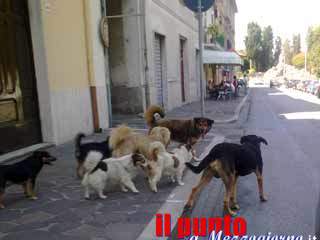 La piaga dei cani randagi, a Monte San Giovanni Campano la proposta di un’oasi animalista