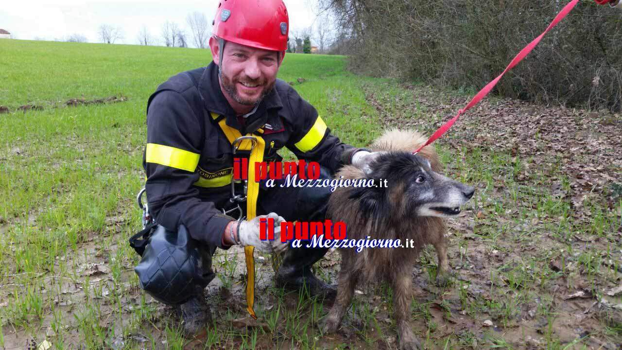 Cane rischia di cadere nel fiume a Pontecorvo, salvato dai vigili del fuoco