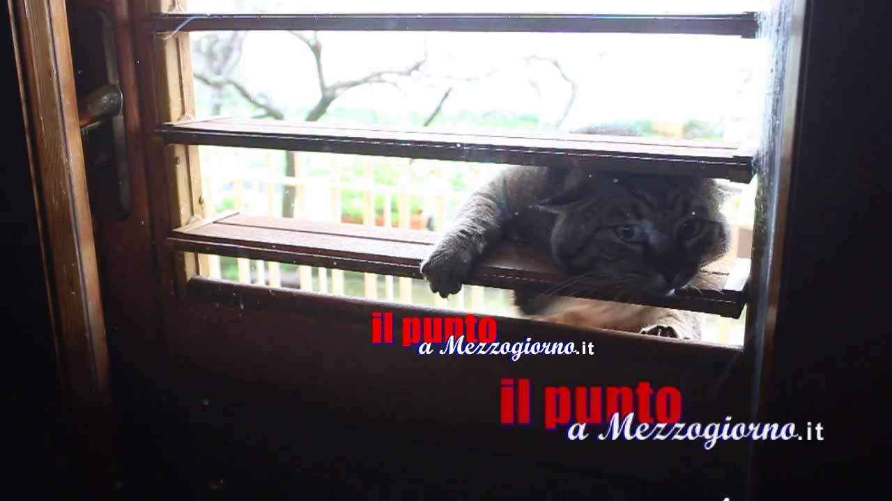Micitto, il gatto che apre la finestra – guarda il video