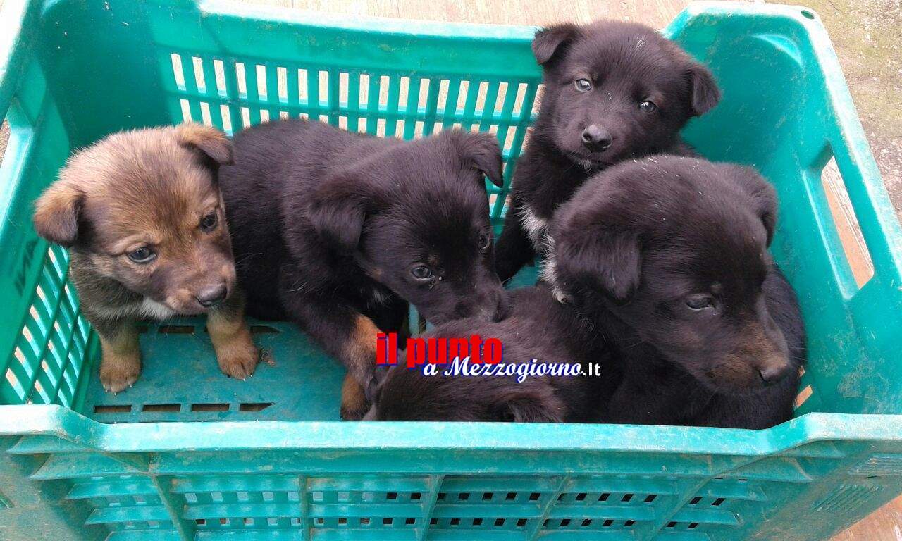 Gettati nel fiume a Sabaudia, le guardie Ittiche salvano sei cagnolini