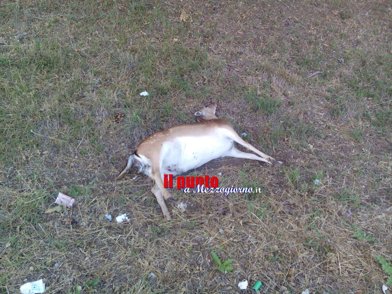 Daino ucciso nel parco nazionale del Circeo a Sabaudia