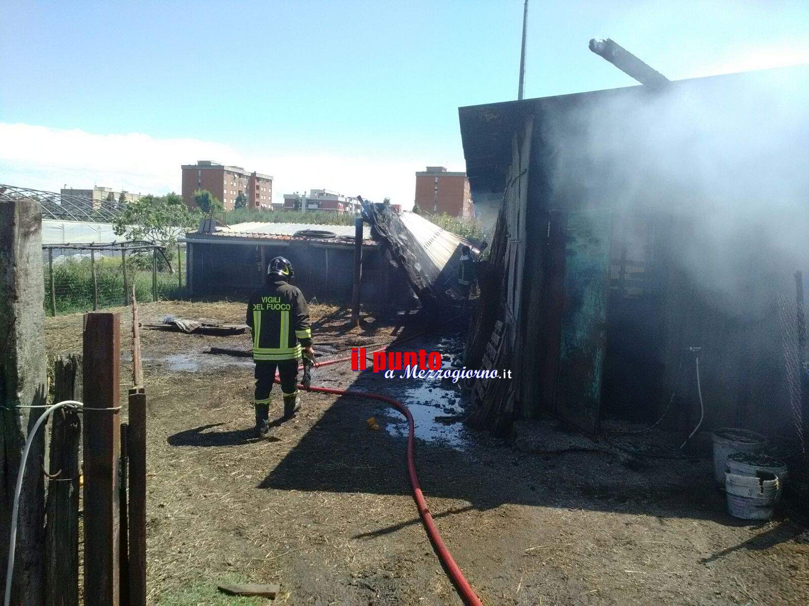 Capannone in fiamme, animali salvati da vigili del fuoco