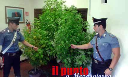 Coltivavano piante di marijuana, un arresto e quattro denunce a San Felice Circeo