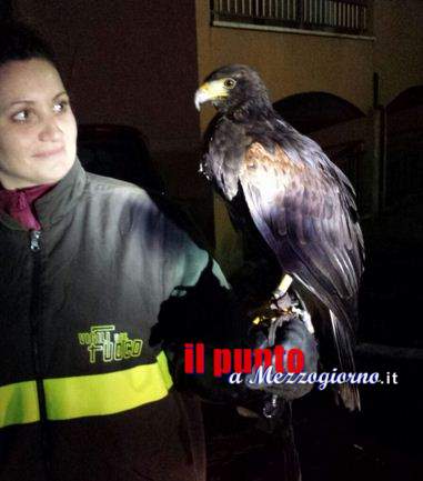 Incidente di volo per Angela, il falco Ã¨ stato salvato dai vigili del fuoco di Latina