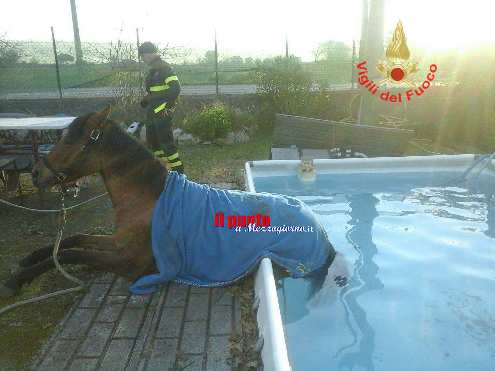 Cavallo cade in piscina ad Aprilia, salvato dai vigili del fuoco
